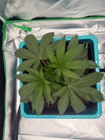  Hydro  1st run — vegetative, day 8