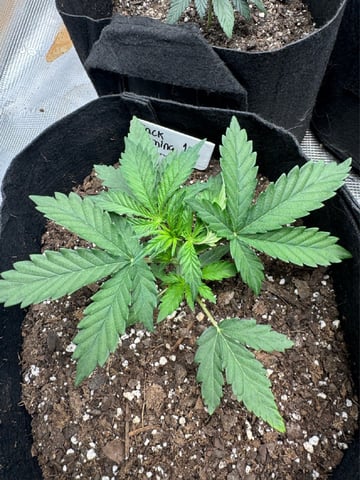 SSH and BD — vegetative, day 24
