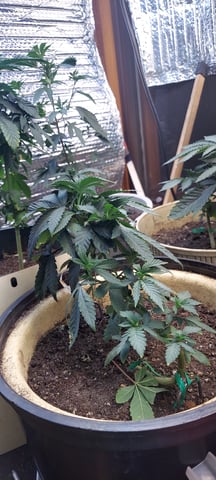 Reboot trial — vegetative, day 77