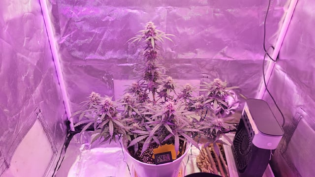 first grow adventure  — flower, day 73