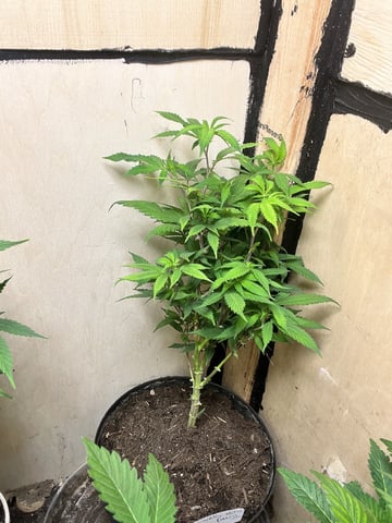 Cherry Pie clones (2nd run)