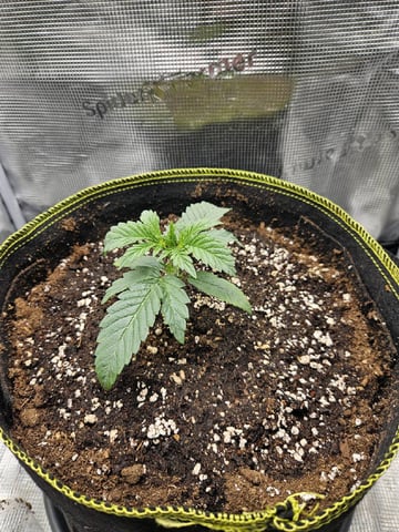 A chill grow in the small tent — vegetative, day 18