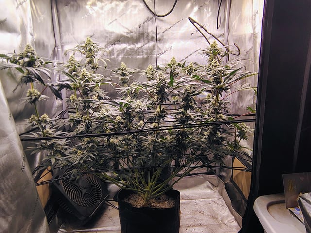 Athena Run  — flower, day 80