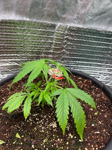 Lavender and Anesthesia Auto — vegetative, day 40