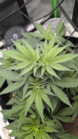 Critical Kush — vegetative, day 31