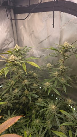 ethos genetics  — flower, day 97