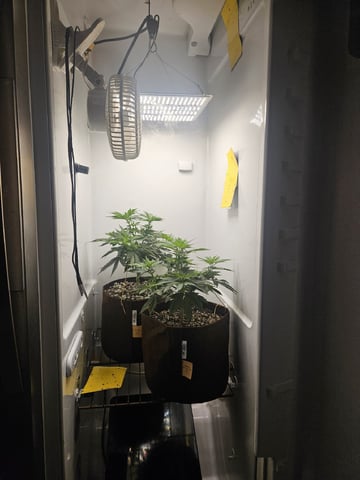 "NO CHEMA CUH" — flower, day 47