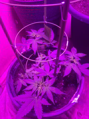 Queen B  — flower, day 46