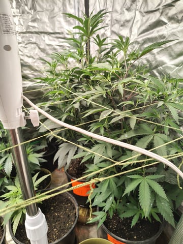 Operation Fire Fish Whistlin — vegetative, day 6