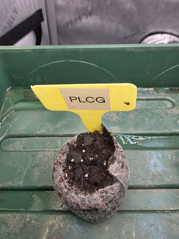 Granny Candy and PLCG — germination, day 5