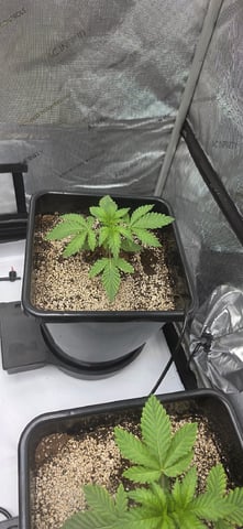 Maple Nectar  — vegetative, day 21