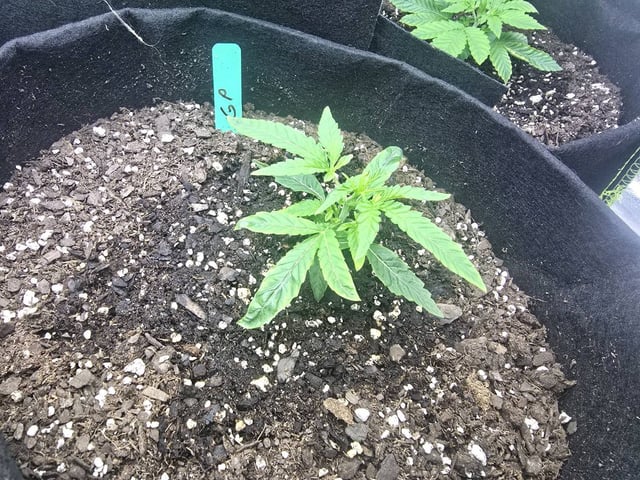 3rd Auto Grow — vegetative, day 38
