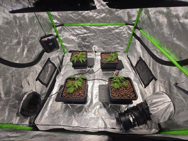 Funk Mountain 2 — vegetative, day 9