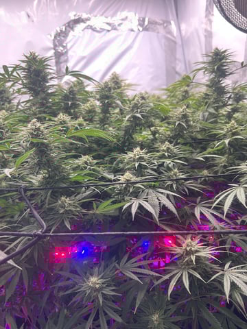 zunami s1 grounded genetics  — flower, day 73