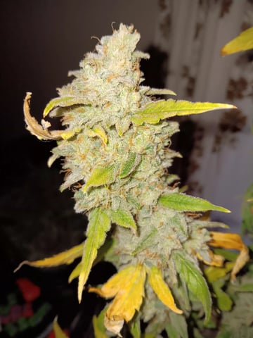 Lemon Cherry Gelato Closet Grow