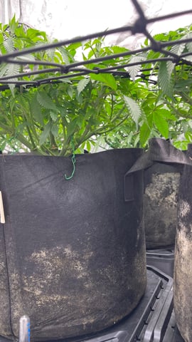 1st Ever Grow (GodFather OG) (Coco) — vegetative, day 66