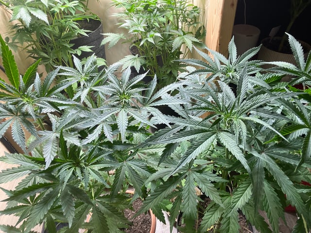 CMA  — flower, day 43