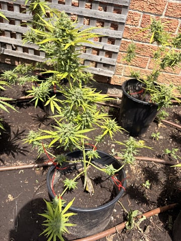 Muliflex — flower, day 92