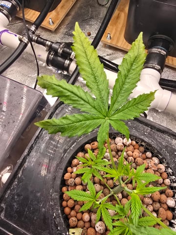 Growing — vegetative, day 48