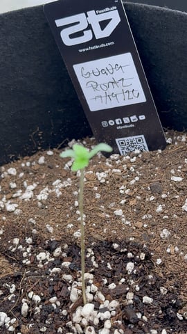 Good Genetix Vs. Fast Budz  — auto, day 1
