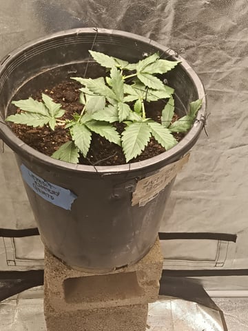 grow — vegetative, day 3