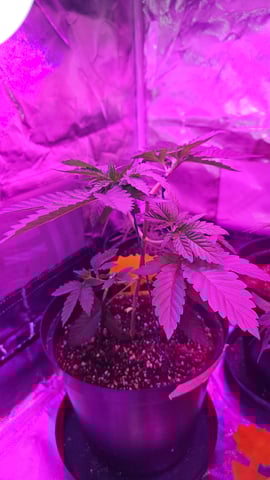 first grow adventure  — vegetative, day 33