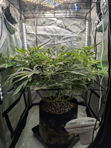 Cinderella 99 — flower, day 75