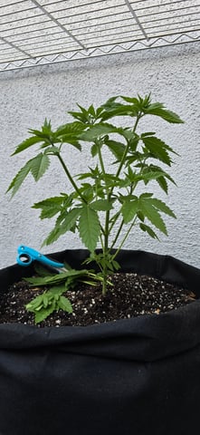 Mystery Weed Plant — vegetative, day 59