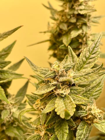 Autos and sour diesel!