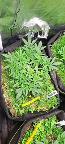 First Grow with the new setup  — vegetative, day 45