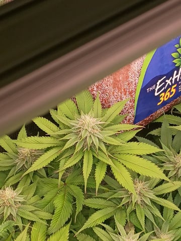 TentPlantLightFan — flower, day 102