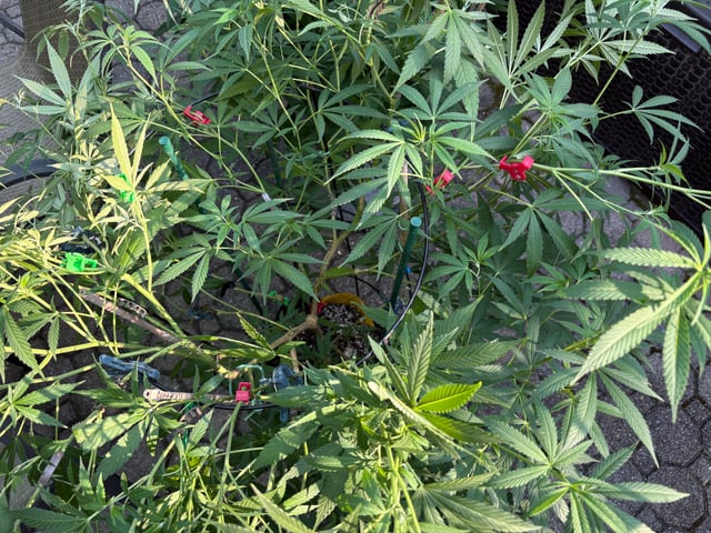 purple punch  — vegetative, day 44