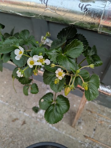outdoor hydro ladder — vegetative, day 22