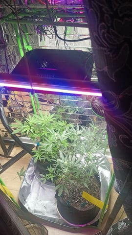 Gelato & Amnesia  — vegetative, day 41