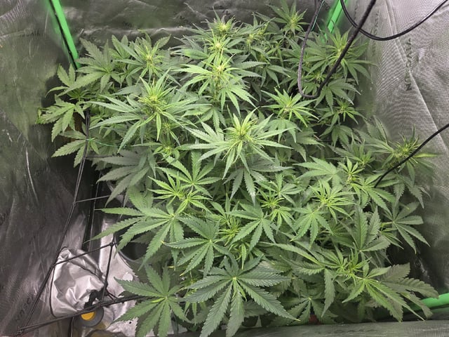 Automatic — vegetative, day 36