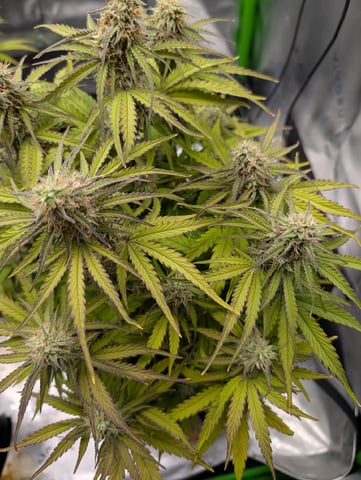 Titan F1 grow  — flower, day 67