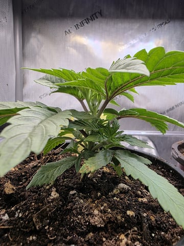 Granny Candy and PLCG — vegetative, day 24