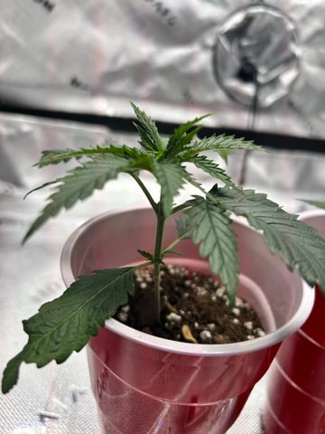 First Ever Grow GT — seedling_rooting, day 20