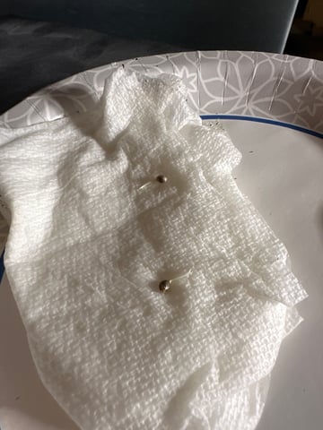 Gorilla Cookies — 1st Grow — germination, day 3