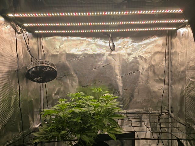 Northern lights #10 (Alaska) — flower, day 46