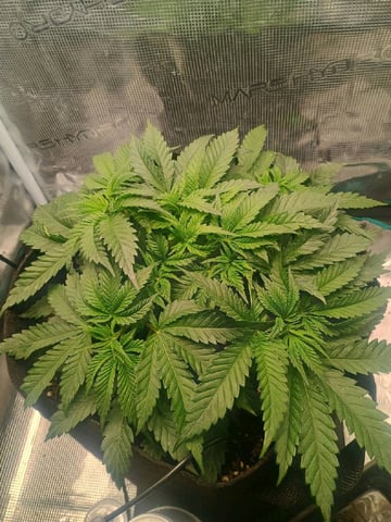 lil Slurry, first grow — flower, day 32