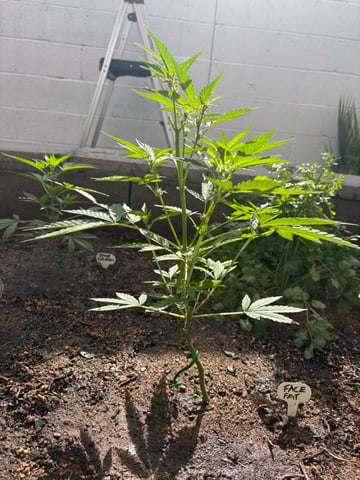 3 seeds  — vegetative, day 50