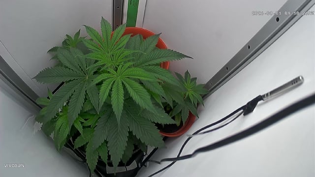 Blue Dream — flower, day 33