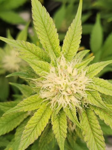 Fat Matt's 1st grow — flower, day 11