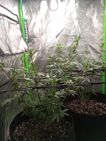 All Aboard!!! — flower, day 77