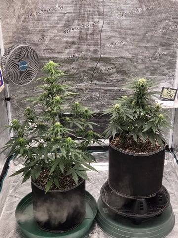 StrawZ (autoflower) — flower, day 50