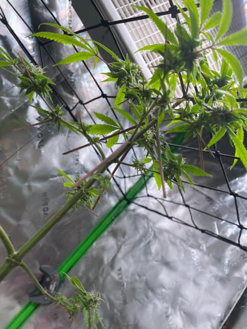 My Devine Conscious  — flower, day 151