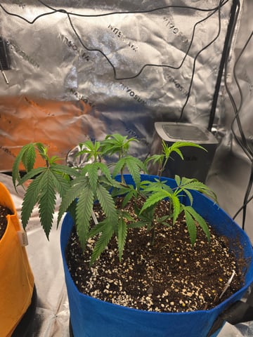 MOTHER ROOM — vegetative, day 9