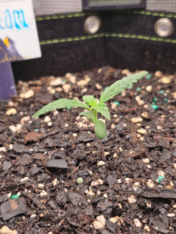 blue dream auto — vegetative, day 12