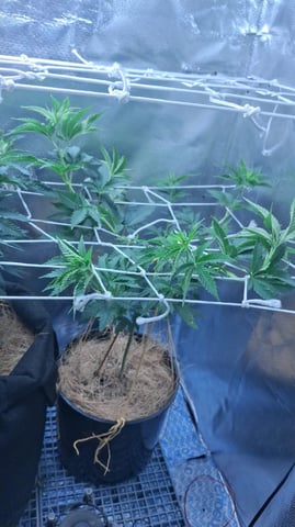 1st Grow - ROYAL MOBY (indoor)(photop.) — vegetative, day 79